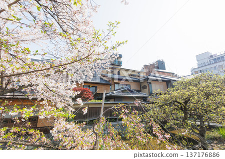 Kyoto · Gion Shirakawa and cherry blossoms 137176886