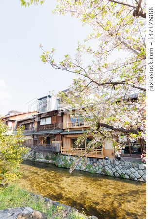 京都·祗園白川和櫻花 京都·祗園白川和櫻花 137176888