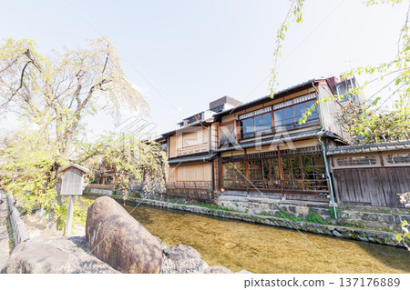 京都·祗園白川和櫻花 京都·祗園白川和櫻花 137176889