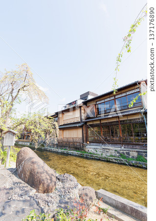 京都·祗園白川和櫻花 京都·祗園白川和櫻花 137176890