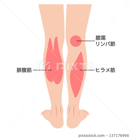 小腿肌肉:腓腸肌、比目魚肌、小腿三頭肌 小腿肌肉:腓腸肌、比目魚肌、小腿三頭肌 137176998
