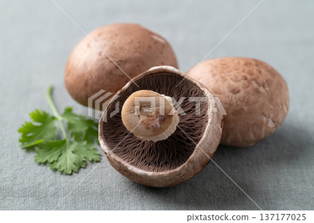Close up of fresh crimini mushroom or baby bella mushroom on fabric background Close up of fresh crimini mushroom or baby bella mushroom on fabric background 137177025