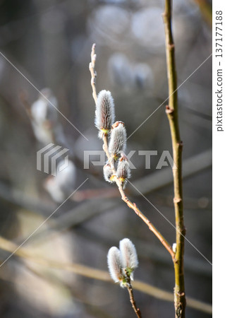 Rosegold pussy willow Rosegold pussy willow 137177188