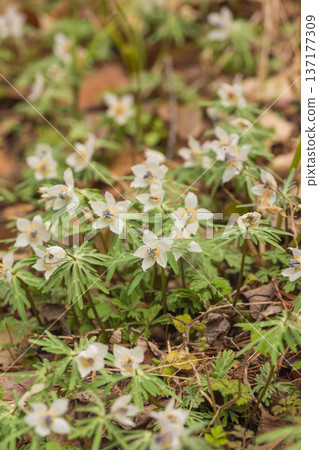 Early spring flower Setsubunso Early spring flower Setsubunso 137177309