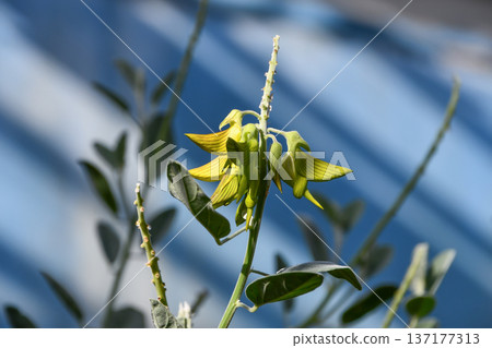 Crotalaria cunninghamii Green bird flower Crotalaria cunninghamii Green bird flower 137177313