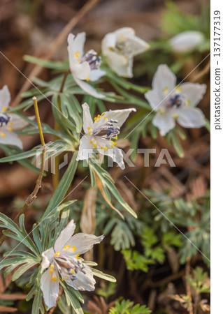 Early spring flower Setsubunso Early spring flower Setsubunso 137177319
