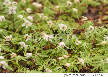 Early spring flower Setsubunso 137177320