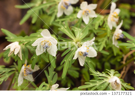 Early spring flower Setsubunso Early spring flower Setsubunso 137177321