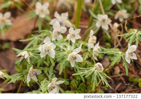 Early spring flower Setsubunso Early spring flower Setsubunso 137177322