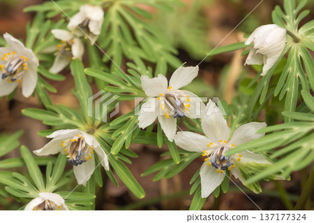Early spring flower Setsubunso Early spring flower Setsubunso 137177324