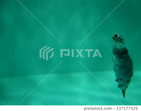 A sea otter swimming vertically to reach the surface A sea otter swimming vertically to reach the surface 137177329