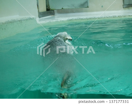 A cute sea otter's back view seen through frosted glass 137177331