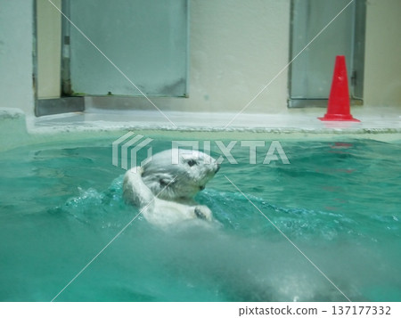 A cute sea otter that appears to be scratching its head 137177332