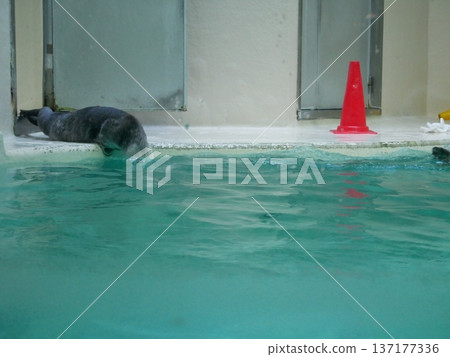 Sea otter putting its face in the tank Sea otter putting its face in the tank 137177336