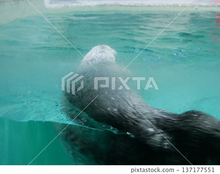 透過磨砂玻璃看到的海獺背部 透過磨砂玻璃看到的海獺背部 137177551
