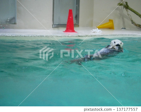 Cute sea otter looking at the camera 137177557