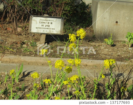 小島花卉協會花田裡的油菜花正在盛開 小島花卉協會花田裡的油菜花正在盛開 137177693