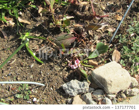 Cute little purple flowers are Himalayan saxifrage flowers Cute little purple flowers are Himalayan saxifrage flowers 137177701