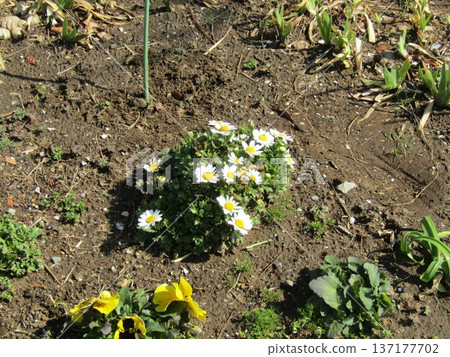 北極白花 137177702