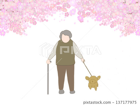 Color illustration of a faceless old man walking his dog under a cherry blossom tree in full bloom 137177975