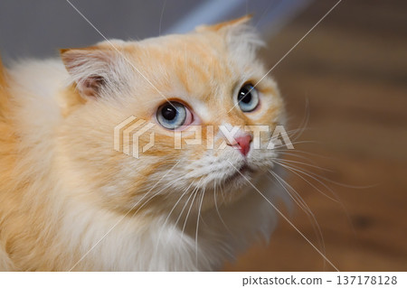 Attentive domestic cat close up indoors with folded ears and blue eyes calmly watching surroundings, focused and curious pet portrait. Attentive domestic cat close up indoors with folded ears and blue eyes calmly watching surroundings, focused and curious pet portrait. 137178128
