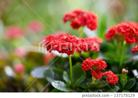 Red kalanchoe blossfeldiana plant in bloom. Vibrant flaming katy with green succulent leaf. Beautiful floral close up for nature or garden decor. 137178129