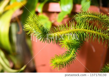 Exotic huperzia squarrosa plant with green needle leaf in pot. Rare epiphytic tassel fern also known as lycopodium squarrosum close up. Vibrant foliage. Exotic huperzia squarrosa plant with green needle leaf in pot. Rare epiphytic tassel fern also known as lycopodium squarrosum close up. Vibrant foliage. 137178130