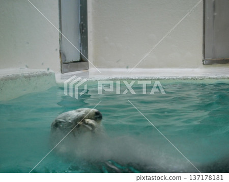 一隻海獺將眼睛藏在磨砂玻璃後面。 一隻海獺將眼睛藏在磨砂玻璃後面。 137178181