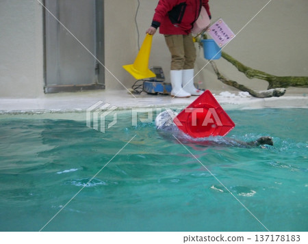 A sea otter swimming while holding a cone A sea otter swimming while holding a cone 137178183