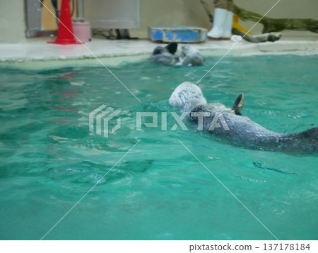 兩隻海獺漂浮在水面上 137178184