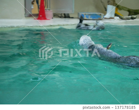 兩隻海獺在水面上游泳 兩隻海獺在水面上游泳 137178185