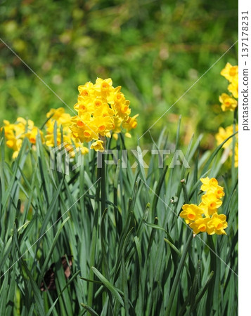 Yellow daffodils Yellow daffodils 137178231