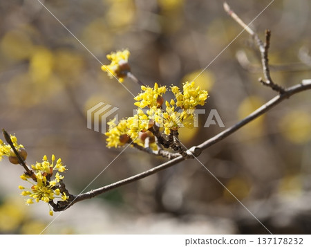Sansuyu flowers heralding the arrival of spring Sansuyu flowers heralding the arrival of spring 137178232