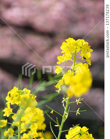 強奸的花朵預示著春天的到來 137178239