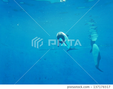 Two Commelin's dolphins 137178317