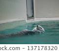 一隻可愛的海獺熟練地仰泳著 137178320