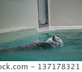 一隻海獺仰面朝天，興高采烈地游泳。 137178321