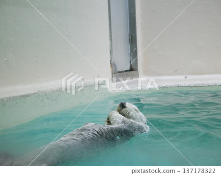 一隻可愛的海獺閉著眼睛，看起來很舒服 137178322