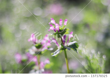 美麗的野芝麻花,背景閃閃發光 美麗的野芝麻花,背景閃閃發光 137178325