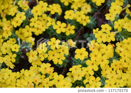 Dionysia aretioides 137178378