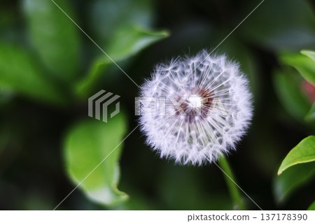Dandelion fluff in the green Dandelion fluff in the green 137178390
