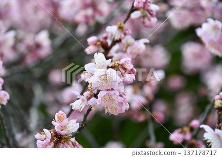 Tsubakikansakura 137178717