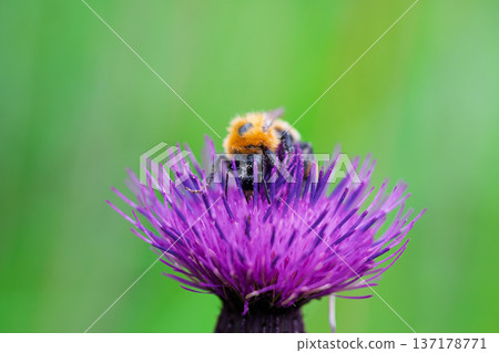 Bumblebee and Thistle Bumblebee and Thistle 137178771