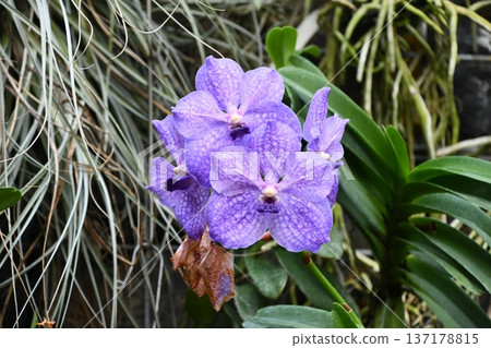 Jade orchid Vanda 137178815