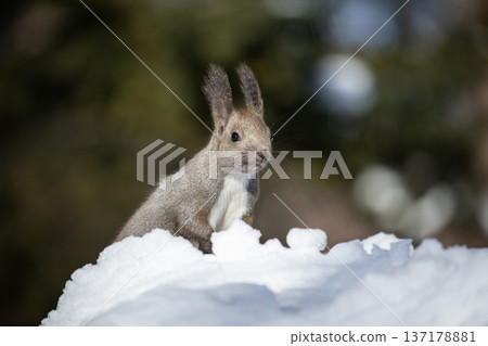 Cute Hokkaido squirrel in winter fur Cute Hokkaido squirrel in winter fur 137178881