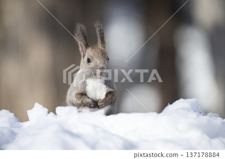 Cute Hokkaido squirrel in winter fur Cute Hokkaido squirrel in winter fur 137178884