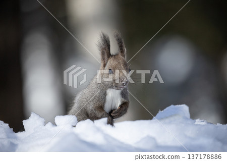 Cute Hokkaido squirrel in winter fur Cute Hokkaido squirrel in winter fur 137178886