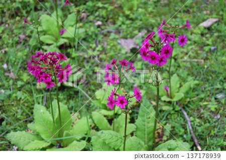 Close-up photo of a rare Primrose blooming in Nikko 1 Close-up photo of a rare Primrose blooming in Nikko 1 137178939
