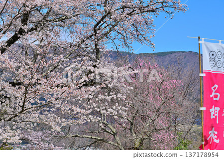 群馬縣水上町水上城遺址，春日櫻花盛開。 137178954