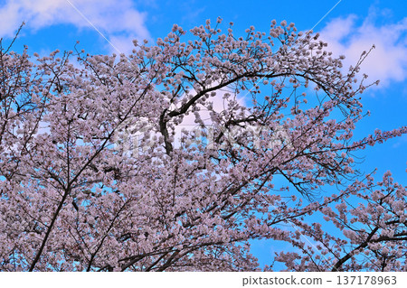 Cherry blossoms in full bloom at the ruins of Minakami Castle, spring scenery, Minakami Town, Gunma Prefecture Cherry blossoms in full bloom at the ruins of Minakami Castle, spring scenery, Minakami Town, Gunma Prefecture 137178963